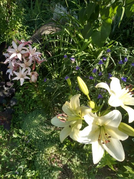  - Gradina iunie 2019