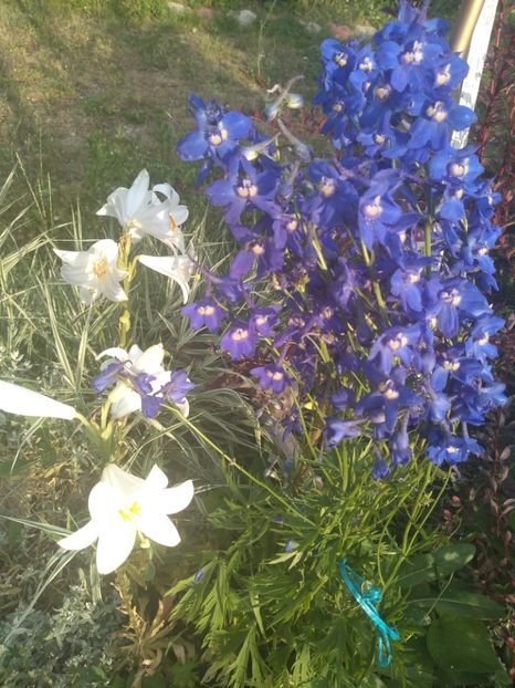  - Gradina iunie 2019