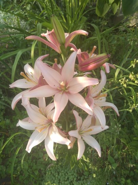  - Gradina iunie 2019