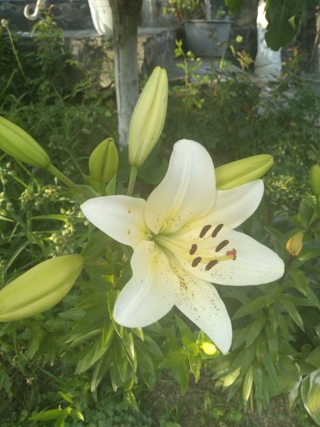  - Gradina iunie 2019