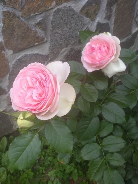  - Gradina iunie 2019