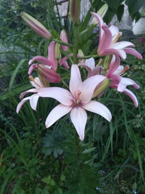  - Gradina iunie 2019