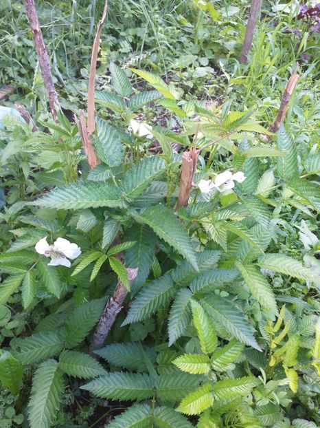  - Zmeuri-capsuni japonez