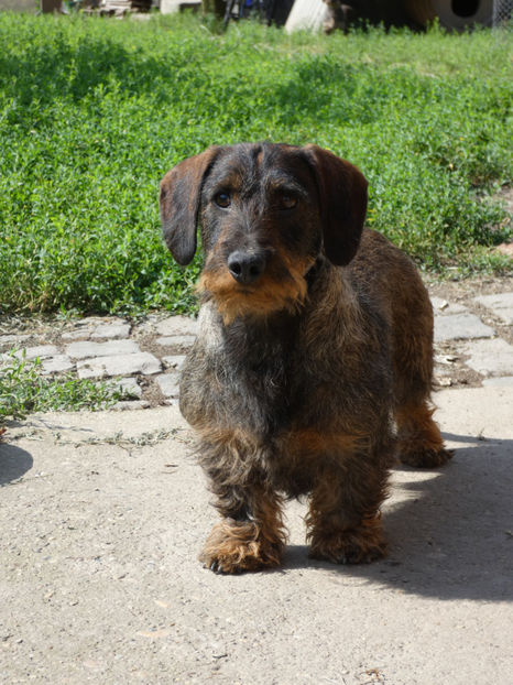 P1020928 - Teckel sarmos