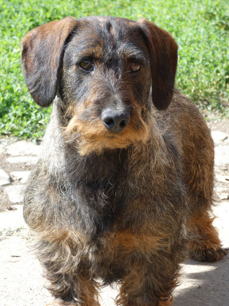 P1020929 - Teckel sarmos