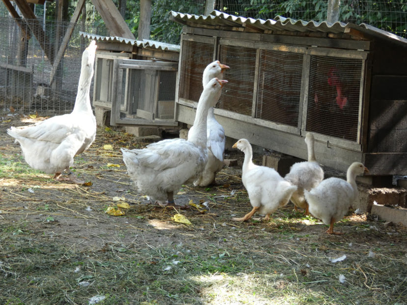 P1020885 - Gaste Holmogor