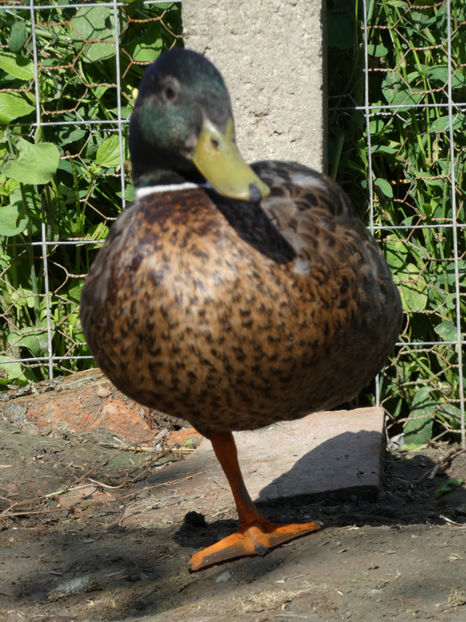 P1020861 - Rate salbatice