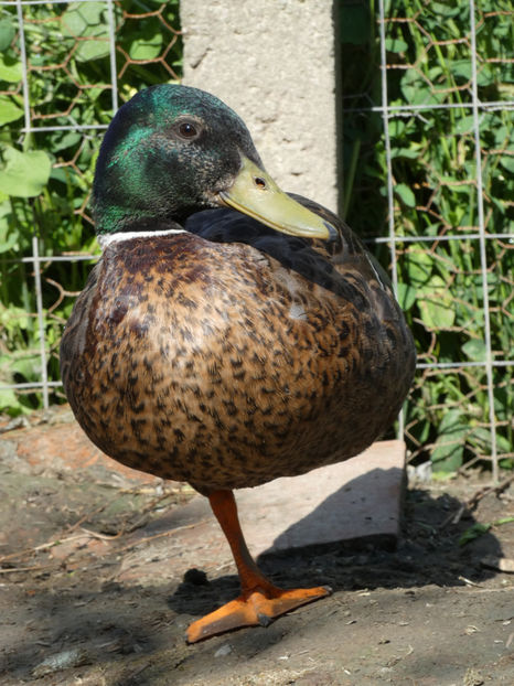 P1020860 - Rate salbatice