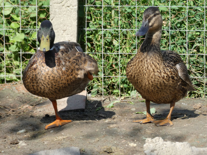 P1020856 - Rate salbatice