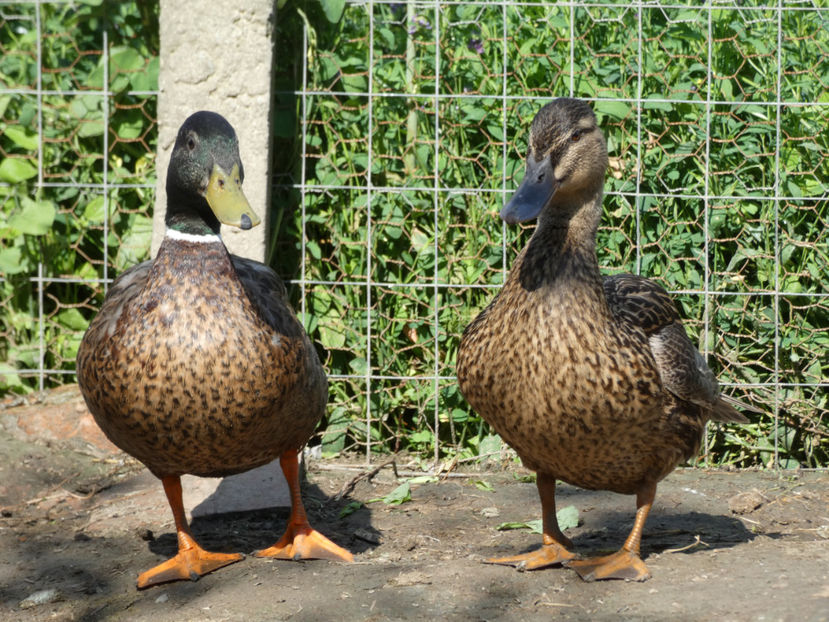 P1020853 - Rate salbatice