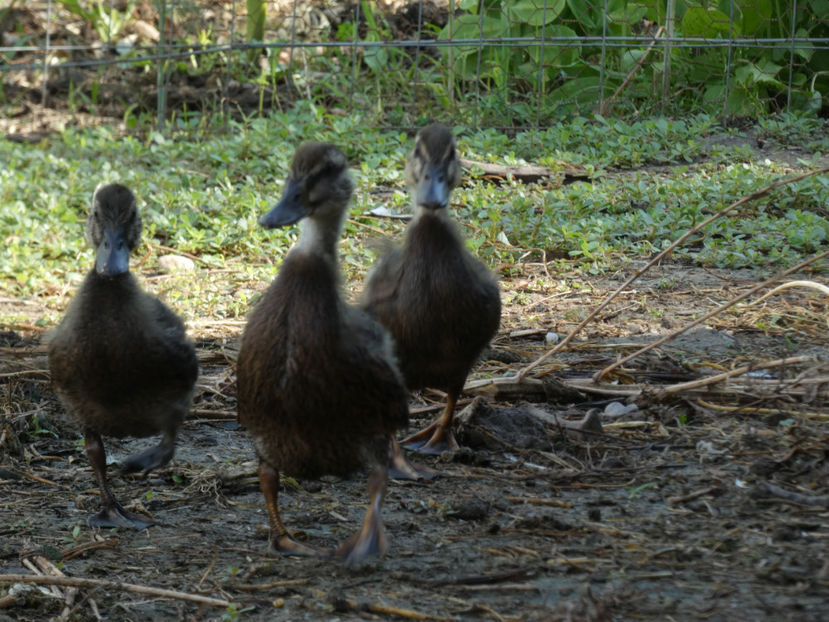 P1020811 - Rate salbatice