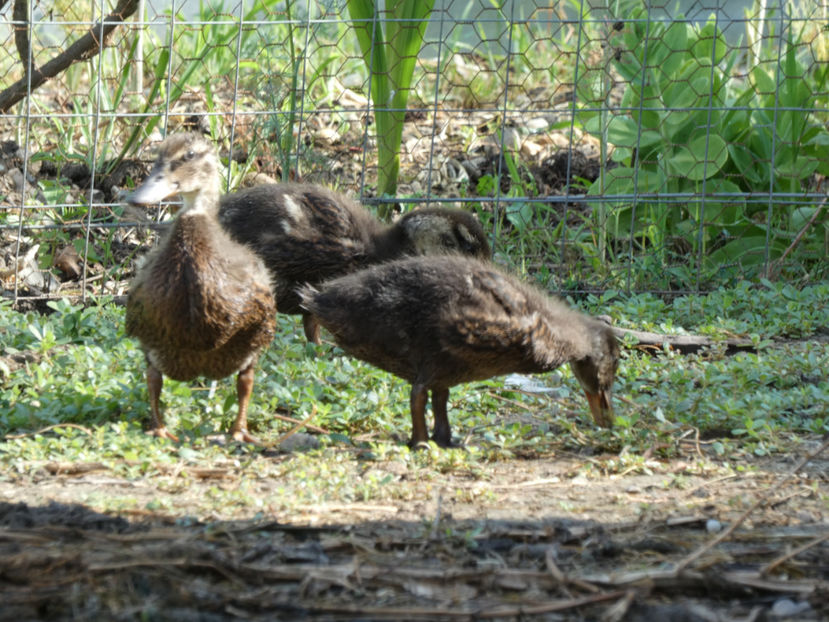 P1020809 - Rate salbatice