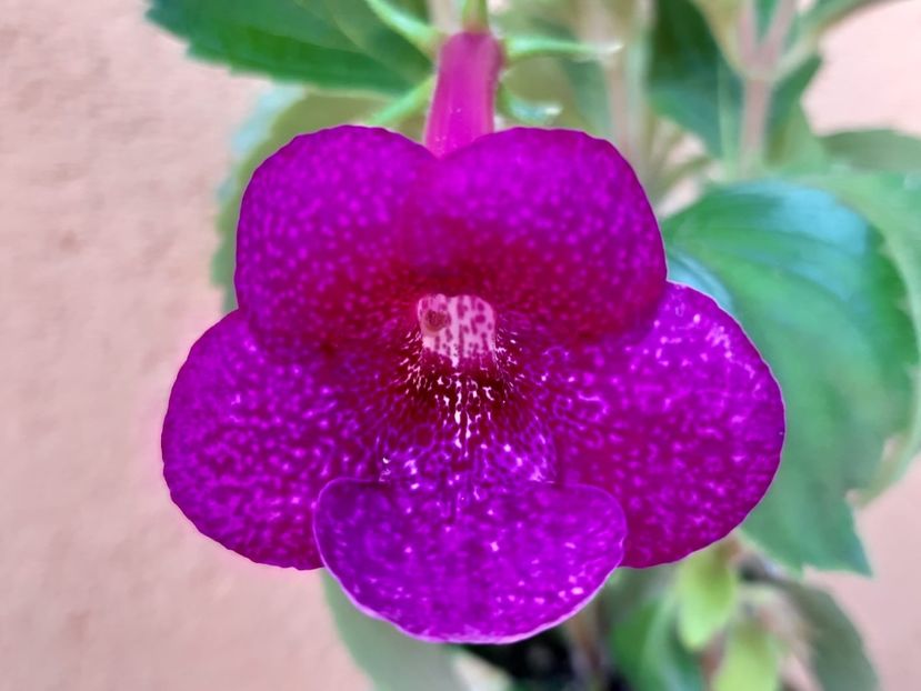 BriD’s 45-19 - Achi din semințe BriDs 2019