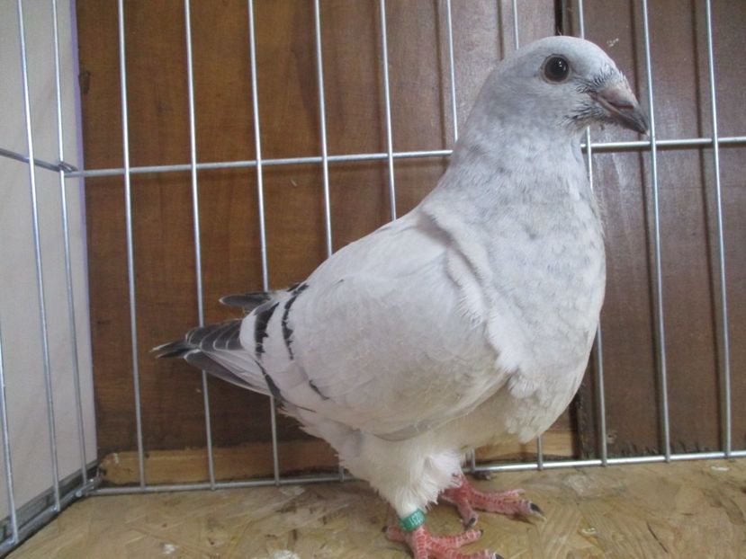 10231-19 - Tineret 2019