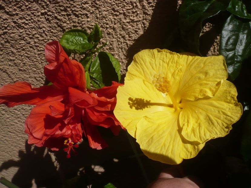 P1410925 - HIBISCUSI 2019-1