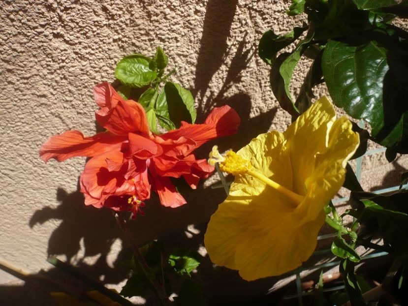 P1410926 - HIBISCUSI 2019-1