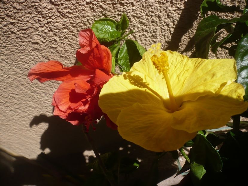 P1410927 - HIBISCUSI 2019-1