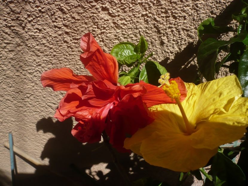 P1410928 - HIBISCUSI 2019-1