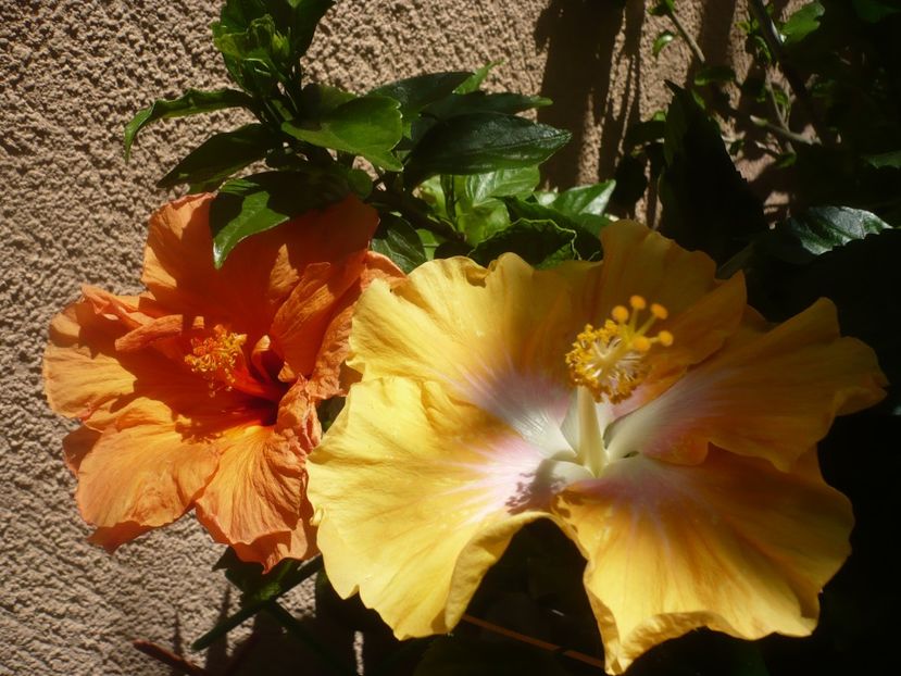 P1410930 - HIBISCUSI 2019-1