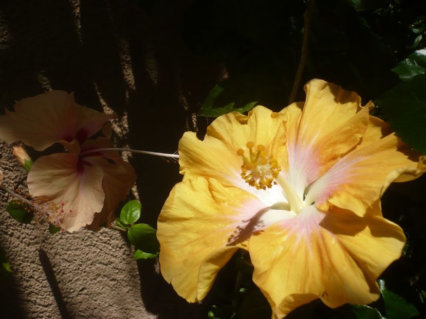 P1410931 - HIBISCUSI 2019-1