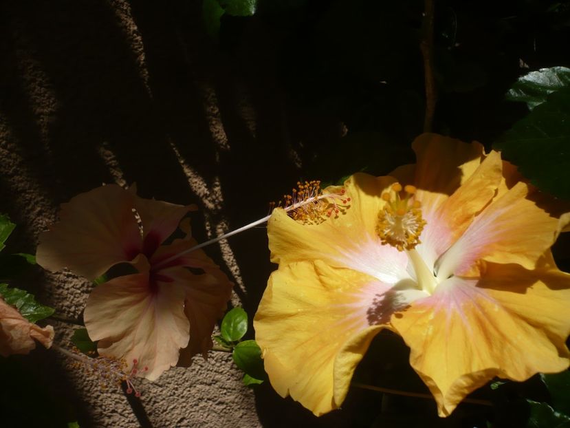 P1410932 - HIBISCUSI 2019-1