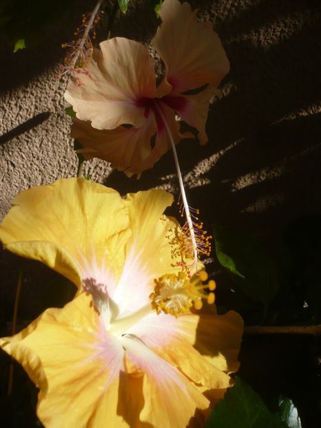 P1410933 - HIBISCUSI 2019-1