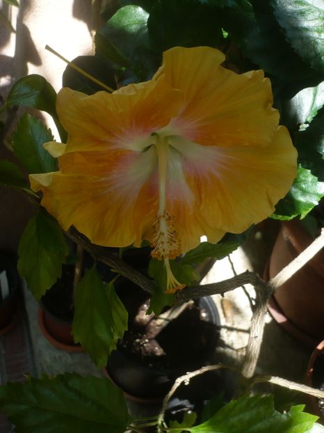 P1410934 - HIBISCUSI 2019-1