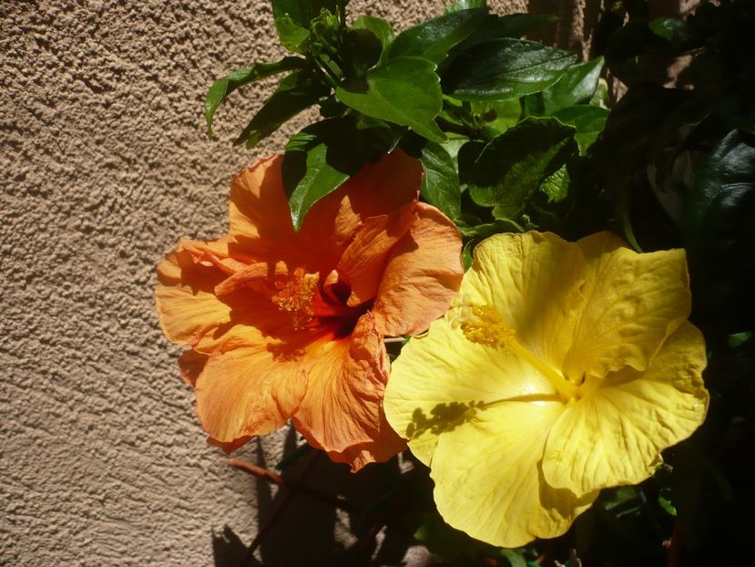 P1410935 - HIBISCUSI 2019-1