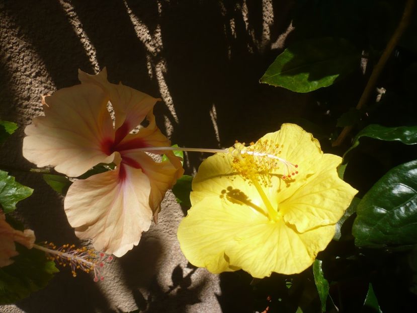 P1410936 - HIBISCUSI 2019-1