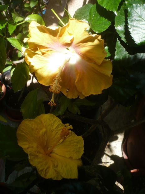 P1410937 - HIBISCUSI 2019-1