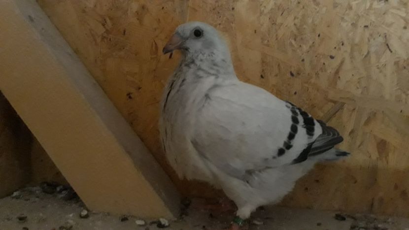  - Pui 2019