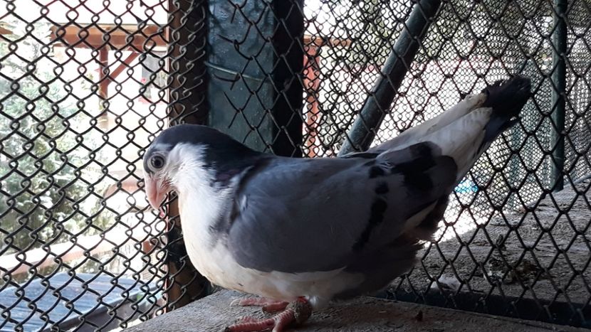  - Pui 2019