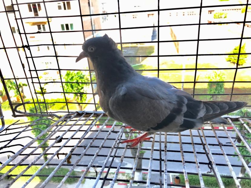 AD4DED72-DCA5-4200-AD78-4F427F0C7D01 - Pui Zburator Beograd