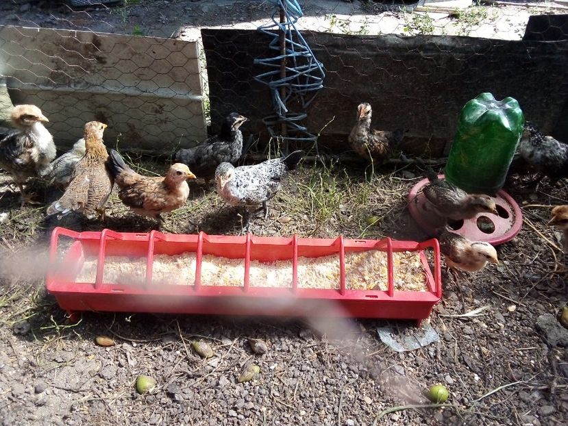  - Pui de găină pitică 2019
