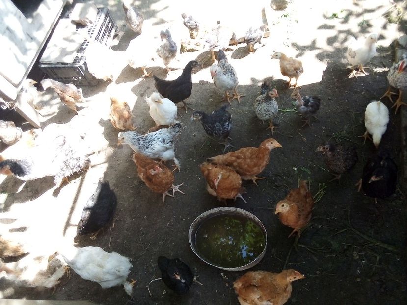  - Pui de găină mixtă moțată încălțată 2019