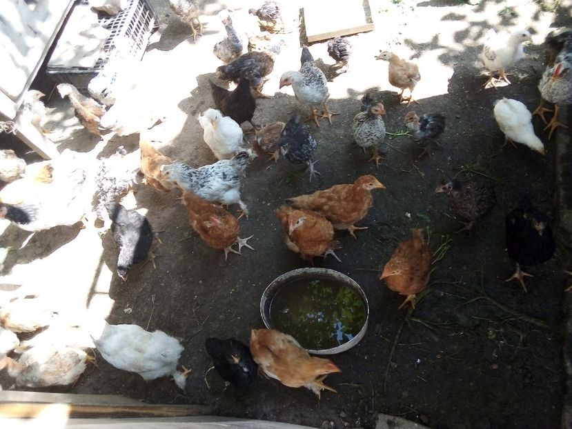  - Pui de găină mixtă moțată încălțată 2019