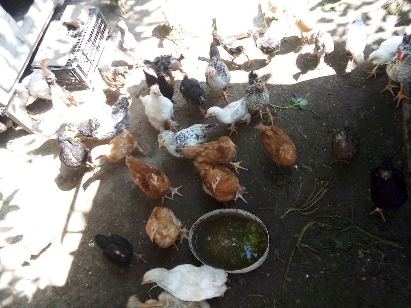  - Pui de găină mixtă moțată încălțată 2019