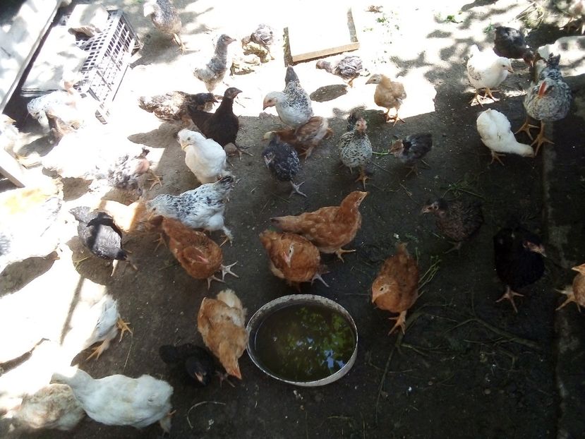  - Pui de găină mixtă moțată încălțată 2019