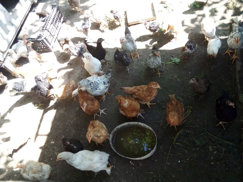  - Pui de găină mixtă moțată încălțată 2019
