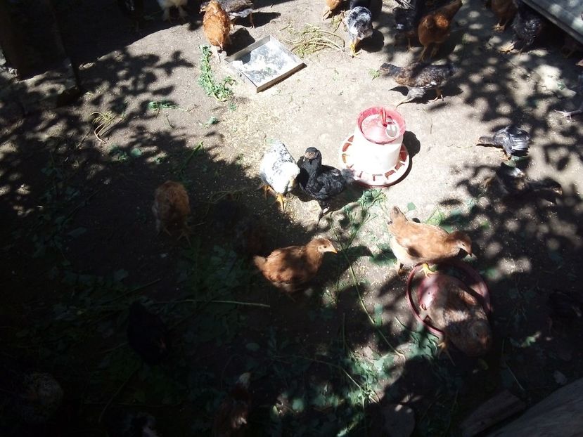  - Pui de găină mixtă moțată încălțată 2019