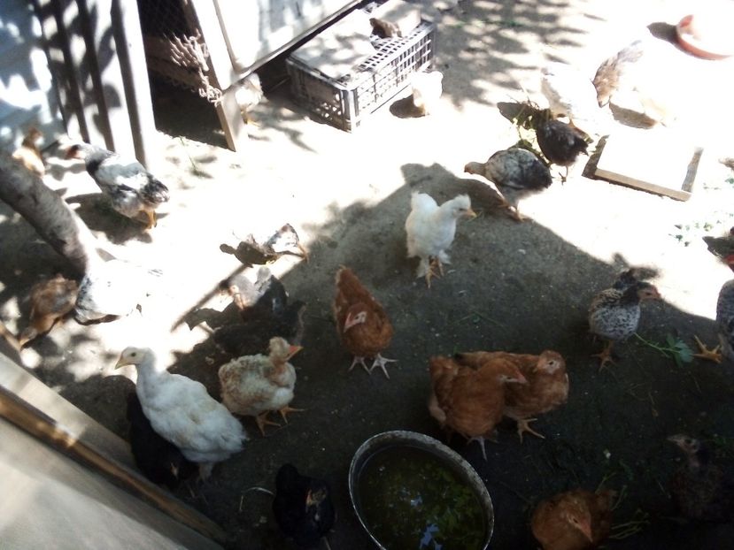  - Pui de găină mixtă moțată încălțată 2019