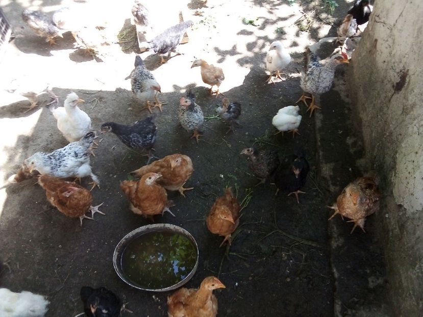  - Pui de găină mixtă moțată încălțată 2019