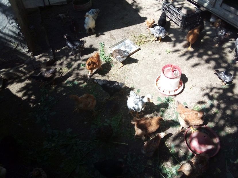 - Pui de găină mixtă moțată încălțată 2019