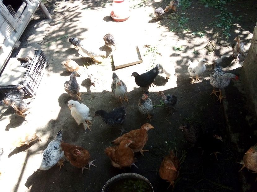  - Pui de găină mixtă moțată încălțată 2019