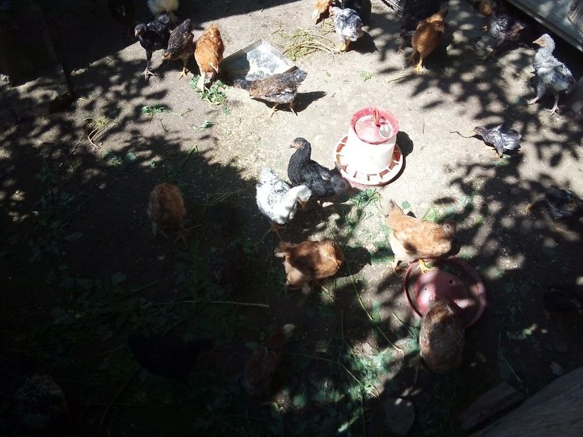  - Pui de găină mixtă moțată încălțată 2019