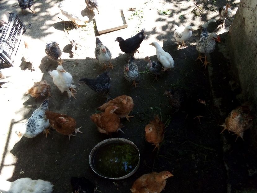  - Pui de găină mixtă moțată încălțată 2019