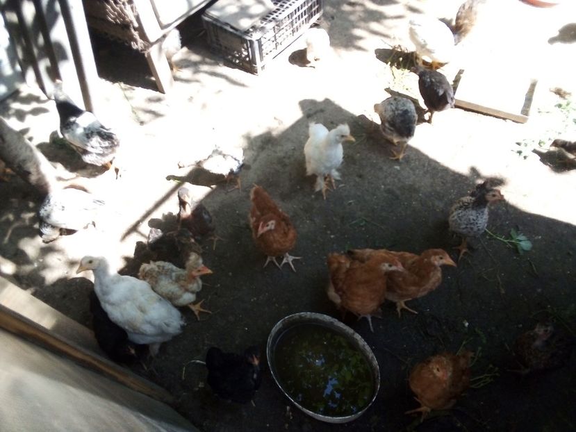  - Pui de găină mixtă moțată încălțată 2019