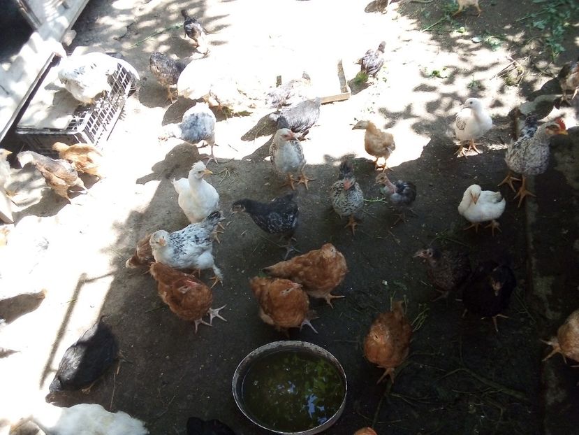  - Pui de găină mixtă moțată încălțată 2019