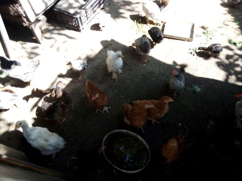  - Pui de găină mixtă moțată încălțată 2019