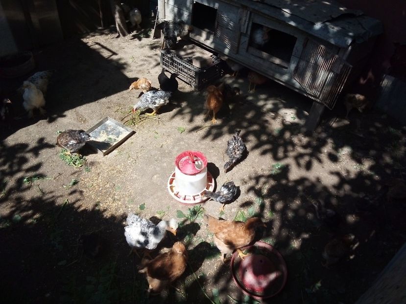  - Pui de găină mixtă moțată încălțată 2019